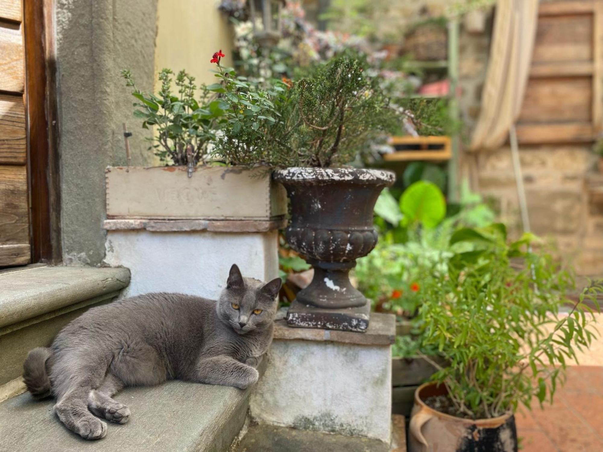 La Magione Dei Todaro Borgo a Buggiano Bagian luar foto